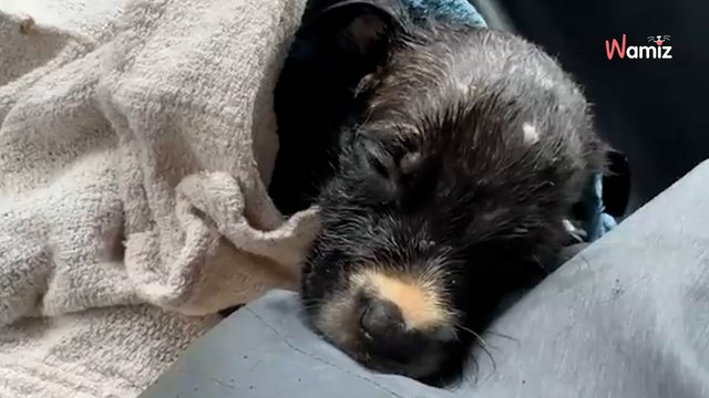 Mysteriöser Schatten auf der Straße: Busfahrerin kann ihren Augen nicht trauen