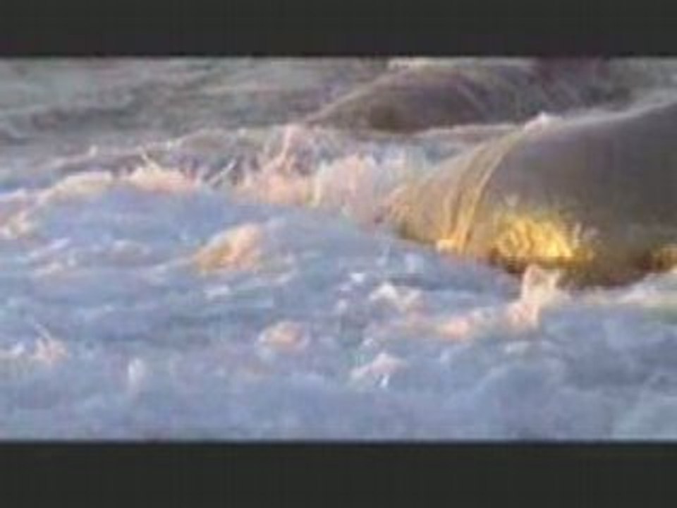 Killer Whale Attacks Seals!