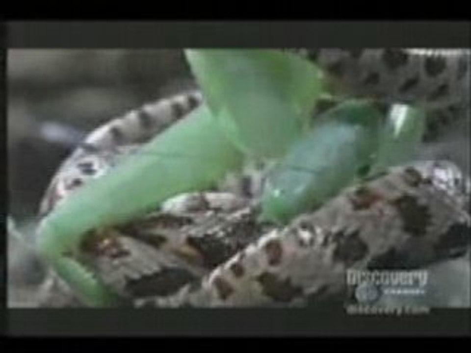 Praying Mantis Attacks Snake!