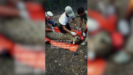 Miní, la yaguareté que se convirtió en la tercera hembra del Impenetrable