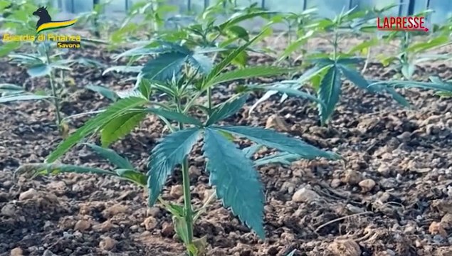 Savona, sequestrate tre tonnellate tra hashish e marijuana: l'incredibile ammasso di sacchi neri ritrovati
