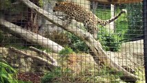 What Exactly Are Zookeepers Doing to Help This Leopard Species