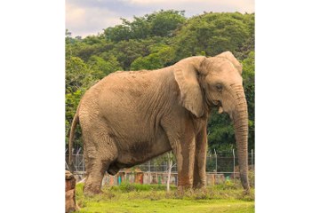 Rania the elephant, who lived on Pablo Escobar’s former estate, has died aged 70
