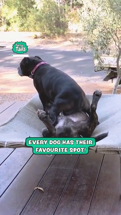 Every dog has a favourite spot