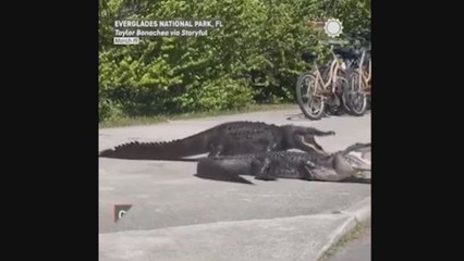 La innovadora técnica de vacunación para los perros callejeros en Egipto que causa revuelo