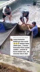 TERBUKTI❗ Budidaya Ikan Lele tanpa SORTIR gagal total