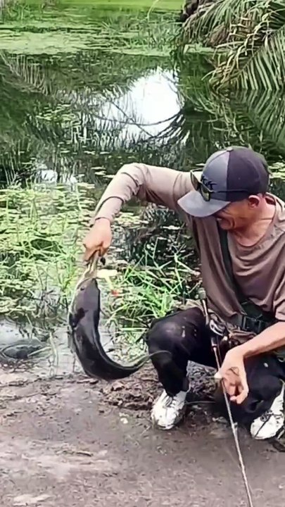 Mancing Ikan Gabus