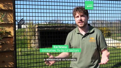 "Живые свидетели войны". В Британии приютили эвакуированных из Украины львов