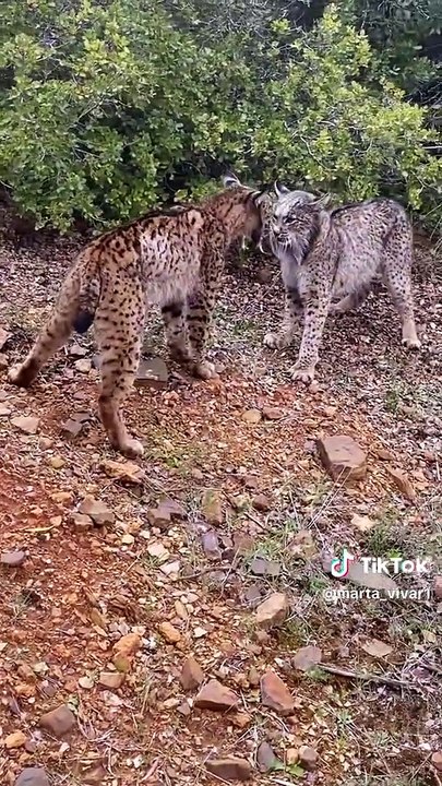 Gruñidos, cabezazos y algún zarpazo: una pelea entre linces ibéricos sorprende en Castellar de Santiago