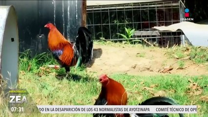 Gallistas temen ser el siguiente blanco de los grupos animalistas