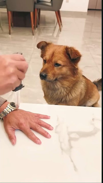 I_m_just_kidding_you._Aren_t_you_embarrassing_y our_dad_This_dog_is_a_real_dog._Dogs._Cute_pet s(720p)