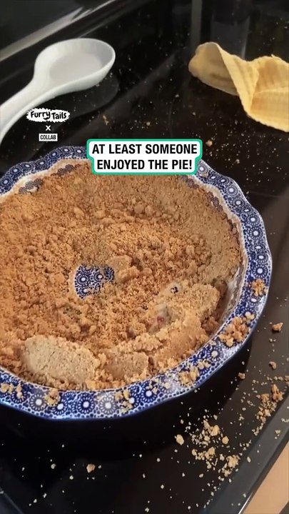 Lach dich schlapp mit Lustige Pfoten Ч. 11