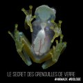 Le secret des grenouilles de verre 🐸