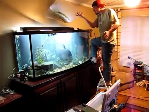 Quand tu veux attraper un très gros poisson pour le changer d'aquarium... pas si simple
