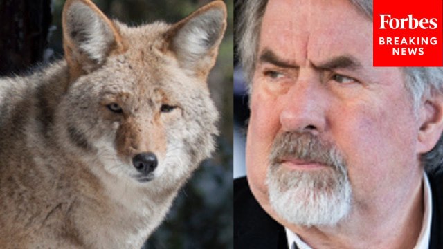 'The Wolves Are More Protected Than The President': Doug LaMalfa Bemoans Wolf Protections Under ESA