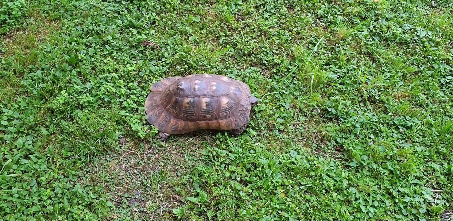 tartaruga