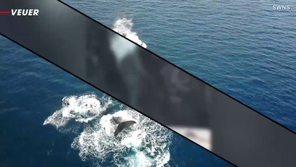 This Insane Video Shows a Pod of Killer Whales on the Attack