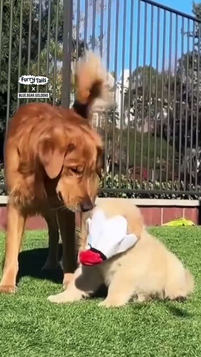 Lach dich schlapp mit Lustige Pfoten Ч. 12