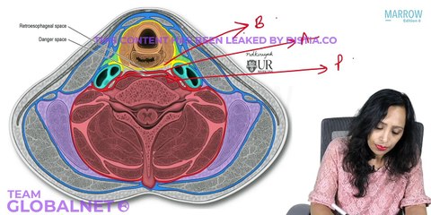 50. Clinical anatomy of pharynx part 3