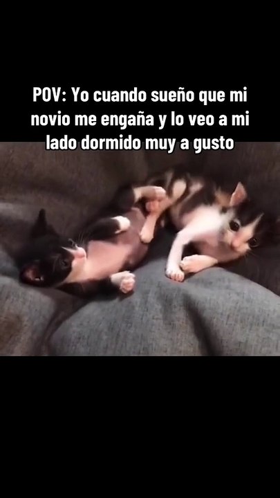 Drama gatuno: una pelea estalla por sospechas de adulterio felino