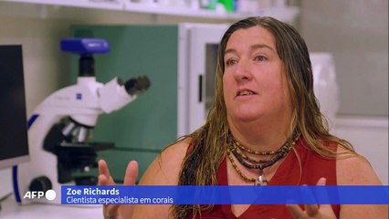 Corais sofrem branqueamento recorde na Austrália