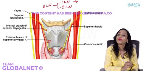 57. Clinical anatomy of larynx part 1
