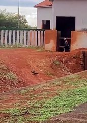 Homem invade ala de elefantes em um zoológico