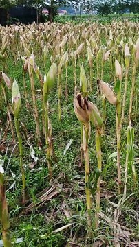 From Plowing to Planting: Growing Corn Step by Step - Part 19