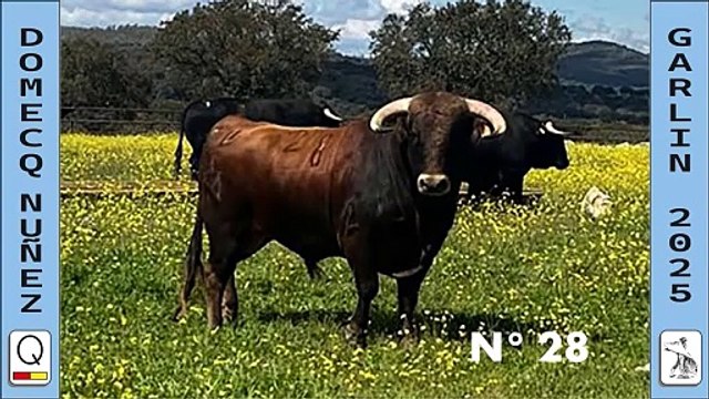 Novillos Domecq Núñez - Garlín