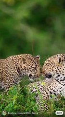Right Creatures