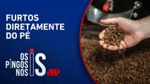 Criminosos roubam café direto da lavoura após alta recorde no preços