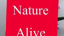 Saleemoffical presentation - nature Alive #nature