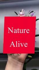 Saleemoffical presentation - nature Alive #nature
