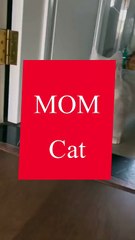 Saleemoffical presentation- Cat #cat