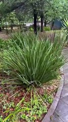 Conecta con la naturaleza en este hermoso parque en San Pedro