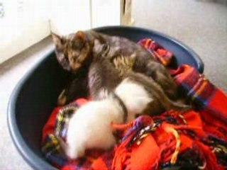 les petits chat tétée