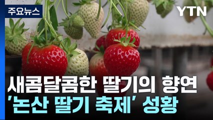 새콤달콤한 딸기의 향연...'논산 딸기 축제' 성황 / YTN