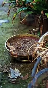  Kasih bapa bakti anak full episode