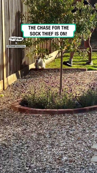 Lach dich schlapp mit Lustige Pfoten Ч. 13