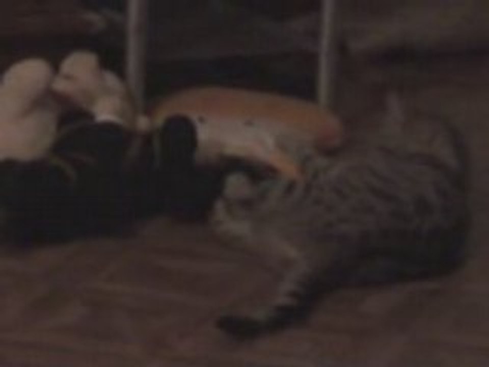 Ponny avant et après.