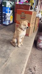 Quan Nana_ Comedy Requires Talent (and These Animals Have None!)