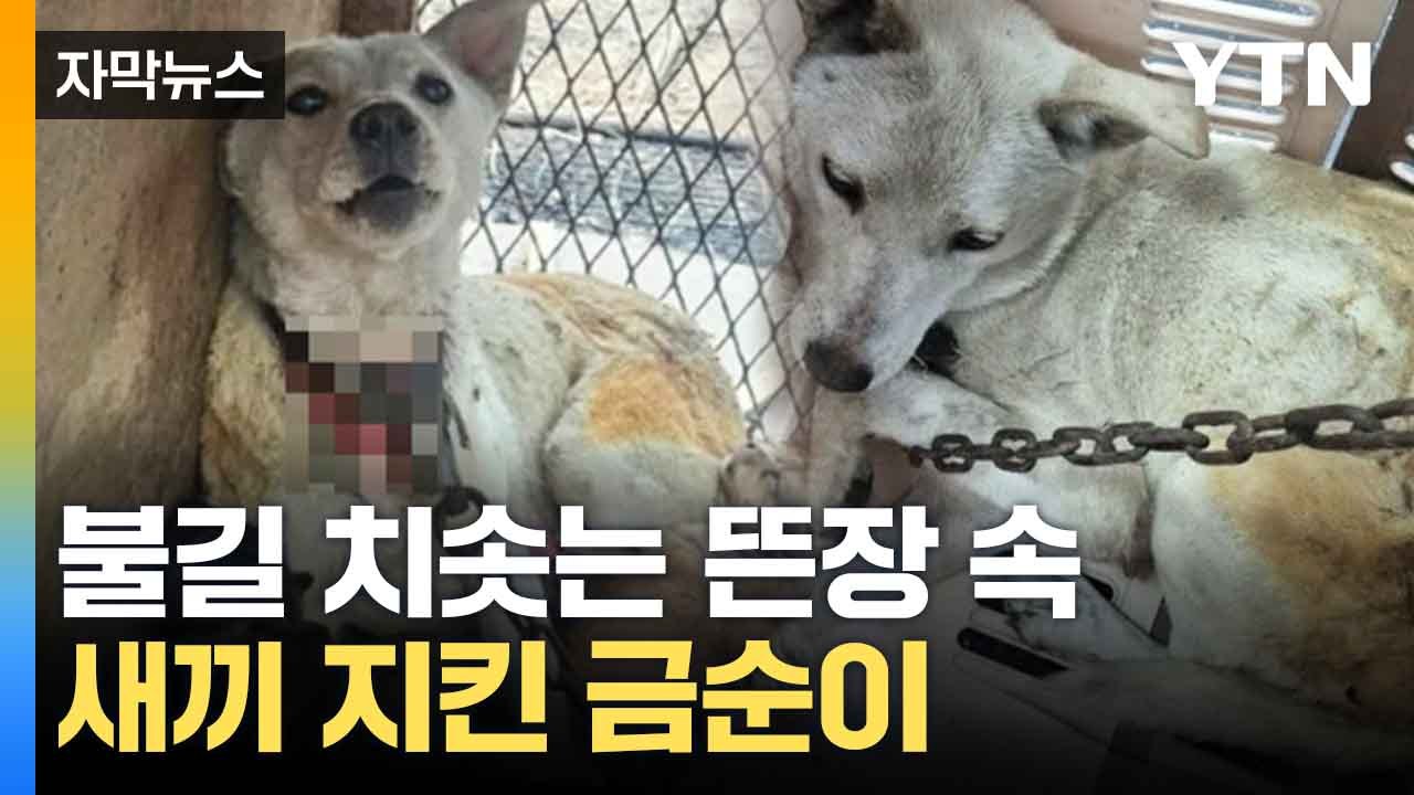 [자막뉴스] 뜬장에 묶여 '발 동동'...새끼 지켜낸 금순이 / YTN
