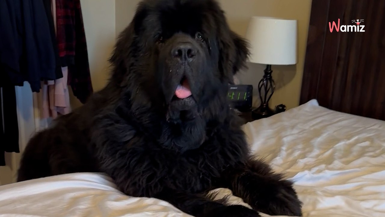 Newfoundland's cute attempt to help owner make the bed is the most adorable fail