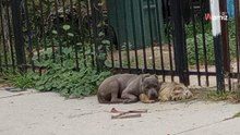 Zwei verzweifelte Hunde am Straßenrand: Plötzlich stoppt ein Auto und...