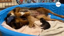 Schäferhündin mit gebrochenem Herzen: Als Kätzchen kommen, bleibt wirklich kein Auge trocken (Video)