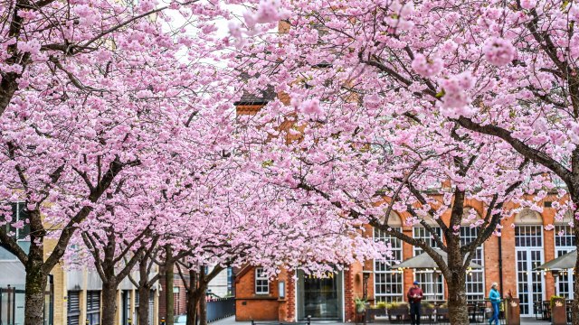 Spring is in bloom! Look at these colourful flowers from around the UK