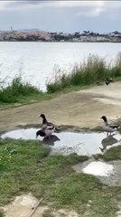 Bacoli (NA) - Teneri paperotti nascono bel lago Miseno. (27.03.25)