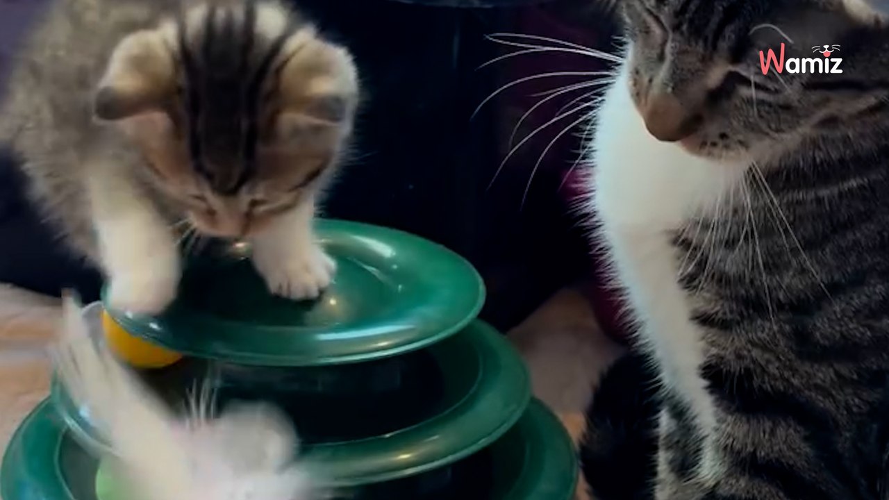 Streunende Katze findet endlich ein Zuhause: Und sie hat eine Überraschung für ihre Pflegefamilie