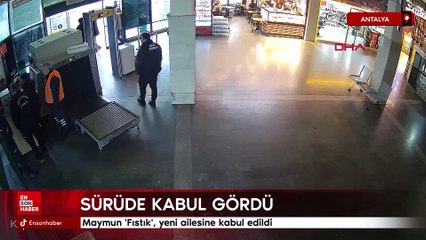 Antalya'da Maymun Fıstık, yeni ailesine kabul edildi