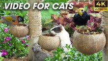 Video For Cats To Watch - Birds And Squirrels Playing By The Lake - CatTV Central